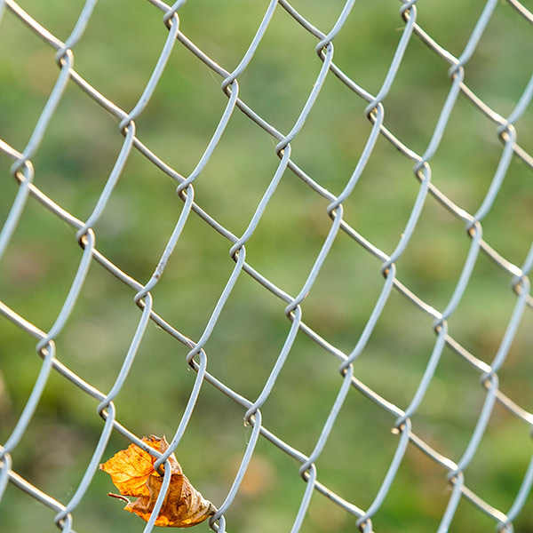 dried-leaf-on-chain-link-fence-3161132